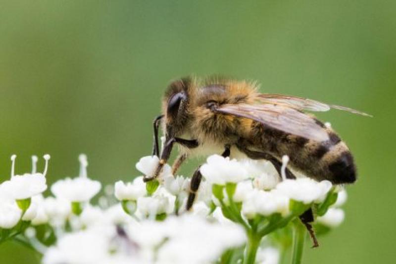 Kostenlose Lern Videos Zum Thema Bienen Tiroler Bildungsservice