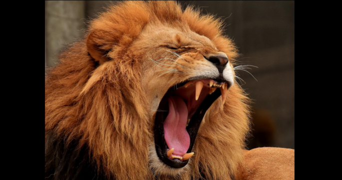 © Pixabay License | Bildquelle: https://pixabay.com/de/photos/löwe-raubtier-mähne-große-katze-3317670/ | Urheber:in: Alexas_Fotos Gähnender Löwe