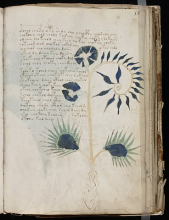  Seite aus dem Voynich Manuskript mit der Darstellung einer vermeintlichen Pflanze