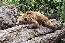 Bär ausgestreckt auf einem gefällten Baum ruhend