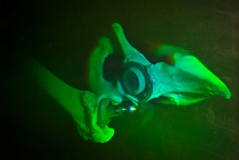 grün erscheinende Holographie, die aussieht wie ein Vogelschnabel