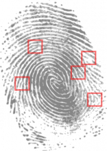 Fingerabdruck mit speziell hervorgehobenen Bereichen