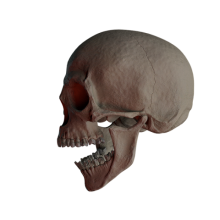 Skelett eines menschlichen Schädels