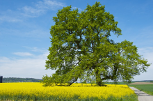 Baum in einem Rapsfeld