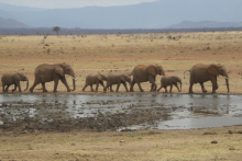 Elefantenherde, die an einer Wasserstelle vorbeiziehen