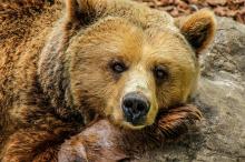 Bear Bear