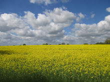 Wiese, darüber bewölkter Himmel