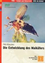 Cover von Entwicklung des Maikäfers - fliegender Maikäfer
