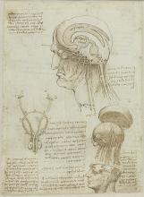 Anatomische Studien