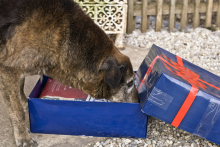 Christkind für Tierheimtiere