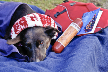 Christkind für Tierheimtiere
