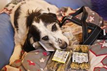 Christkind für Tierheimtiere