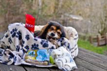 Christkind für Tierheimtiere