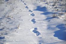 Tierspuren-Schnee-Winter-Frost