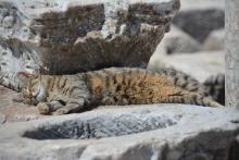 getiegerte Katze auf Steinen liegend