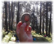 Holzscheibe