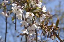 Kirschblüten