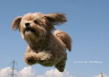 Hund
