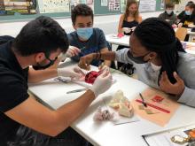 Schüler*innen studieren den Aufbau eines Schweineherzens