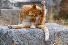 Katze macht Yoga