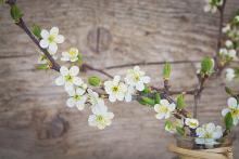 Kirschzweig mit Blüten Kirschzweig mit Blüten