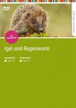 Igel von vorne beim Fressen