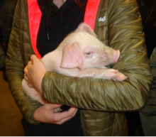 Schwein im Arm